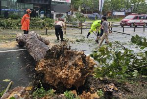 On the morning of the 21st, a tree fell on a road in Paldal-gu, Suwon-si, Gyeonggi-do. In the southern part of Gyeonggi-do, heavy rain of up to 60mm per hour fell on the 20th and 21st.